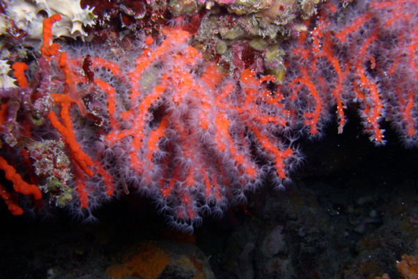 Corail rouge  
